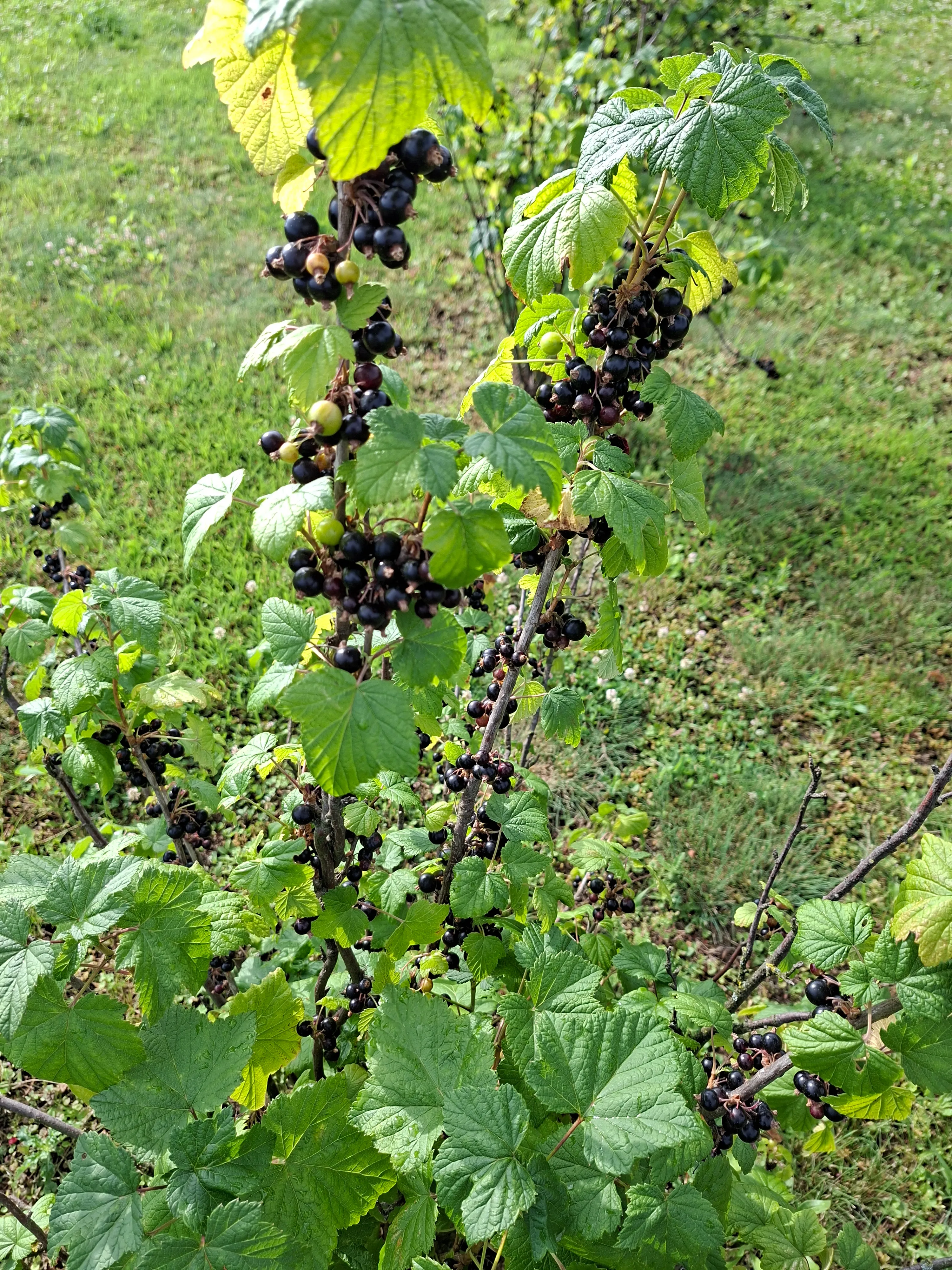 Black currant bush