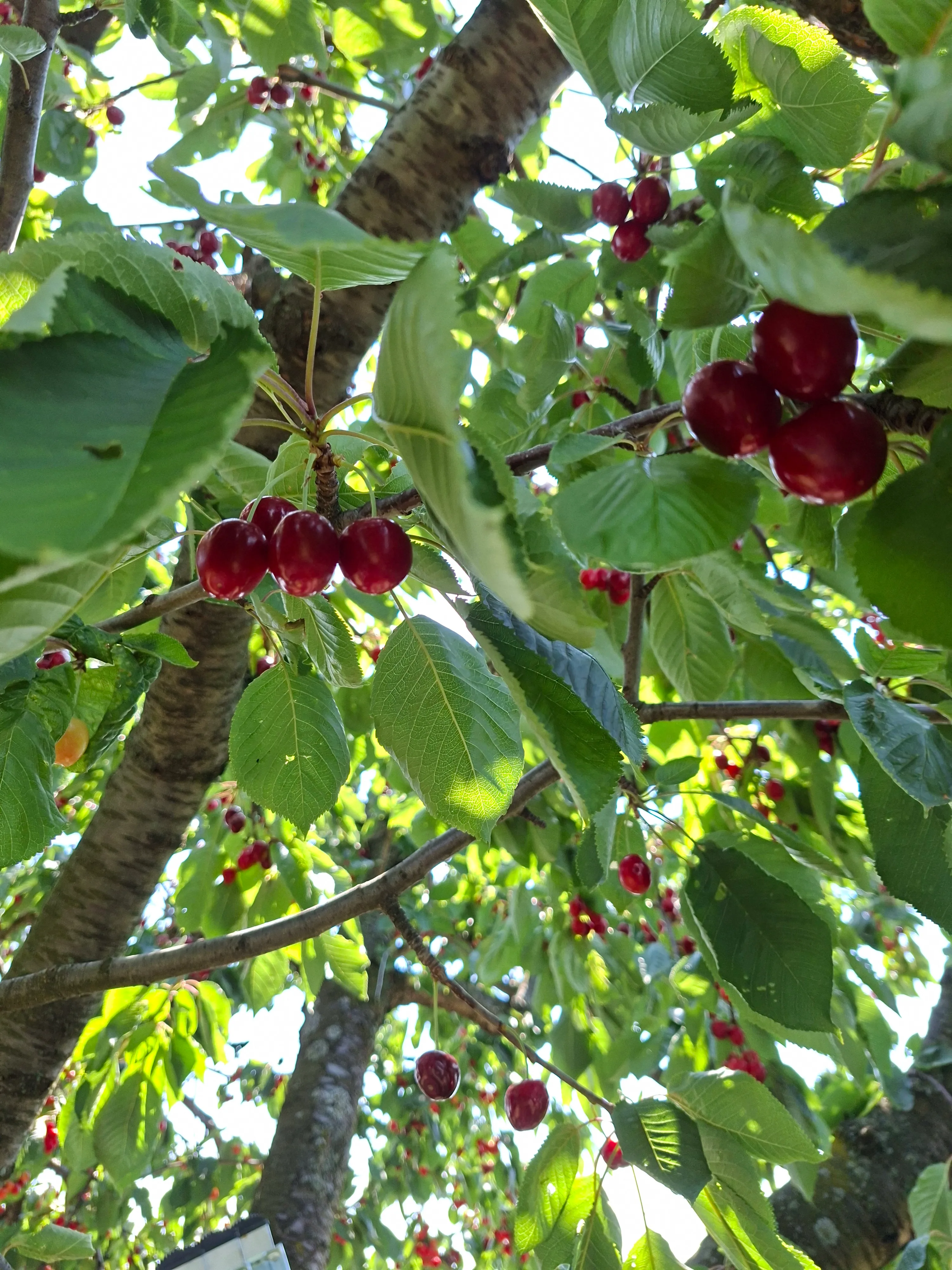 Cherry tree