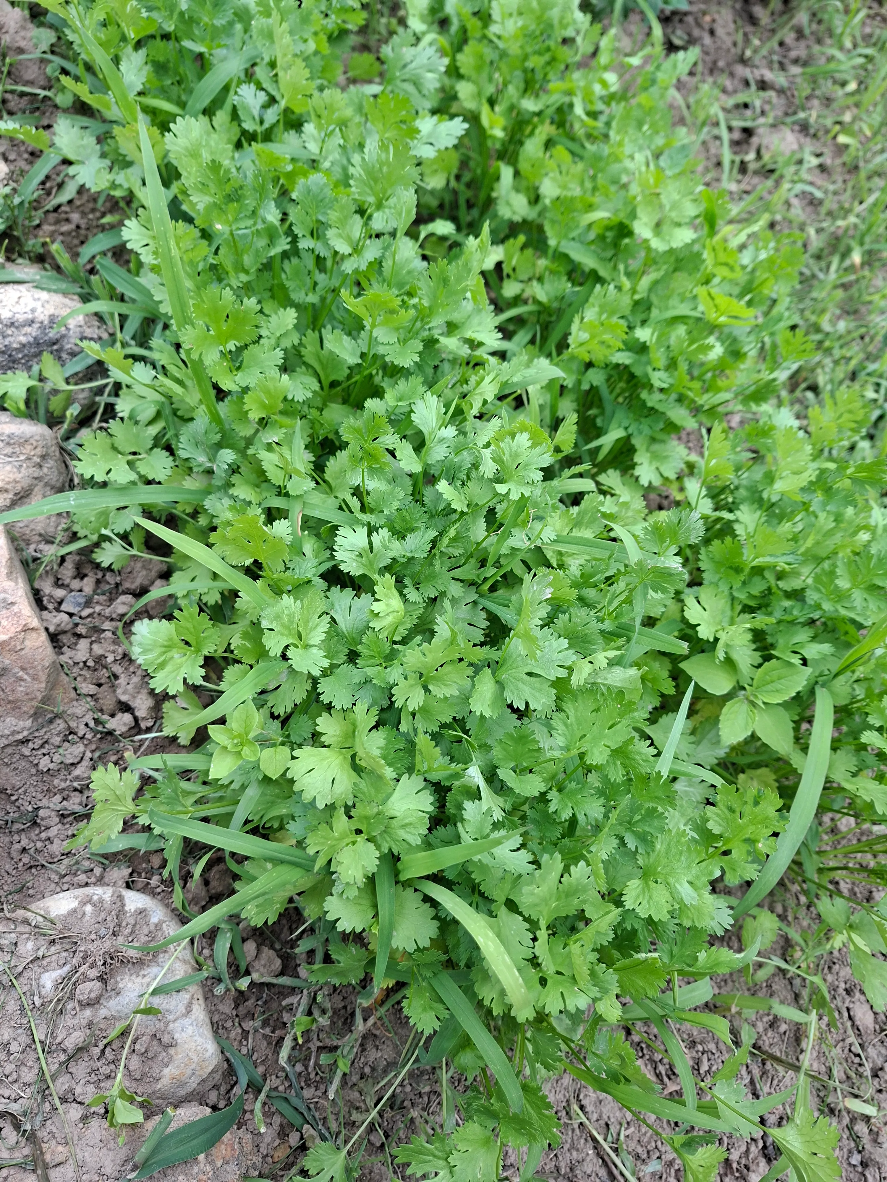 Coriander plant