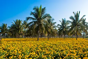 Yellow flowers and coconut trees