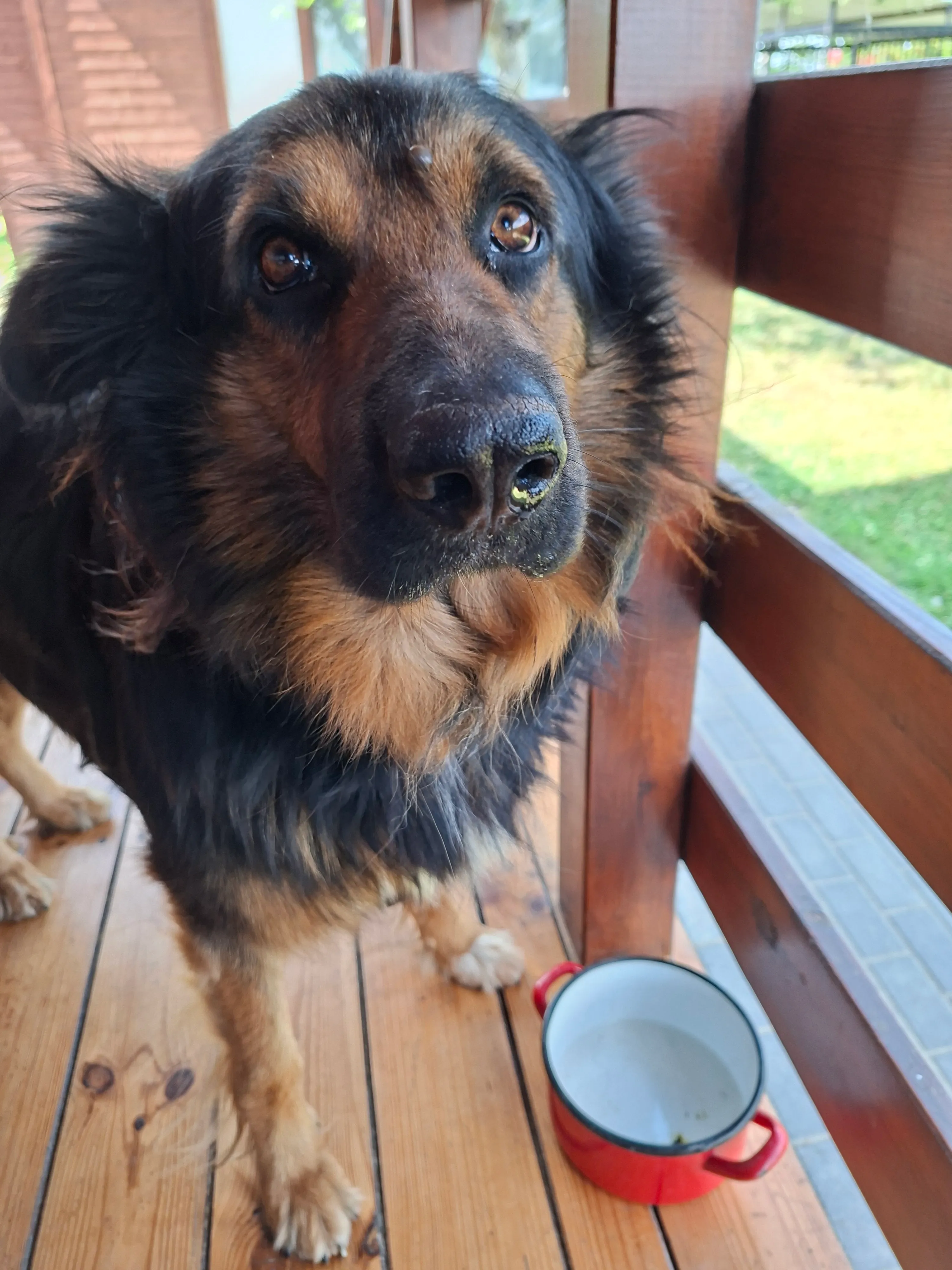 German shepherd on wooden terrace with red pot besides him