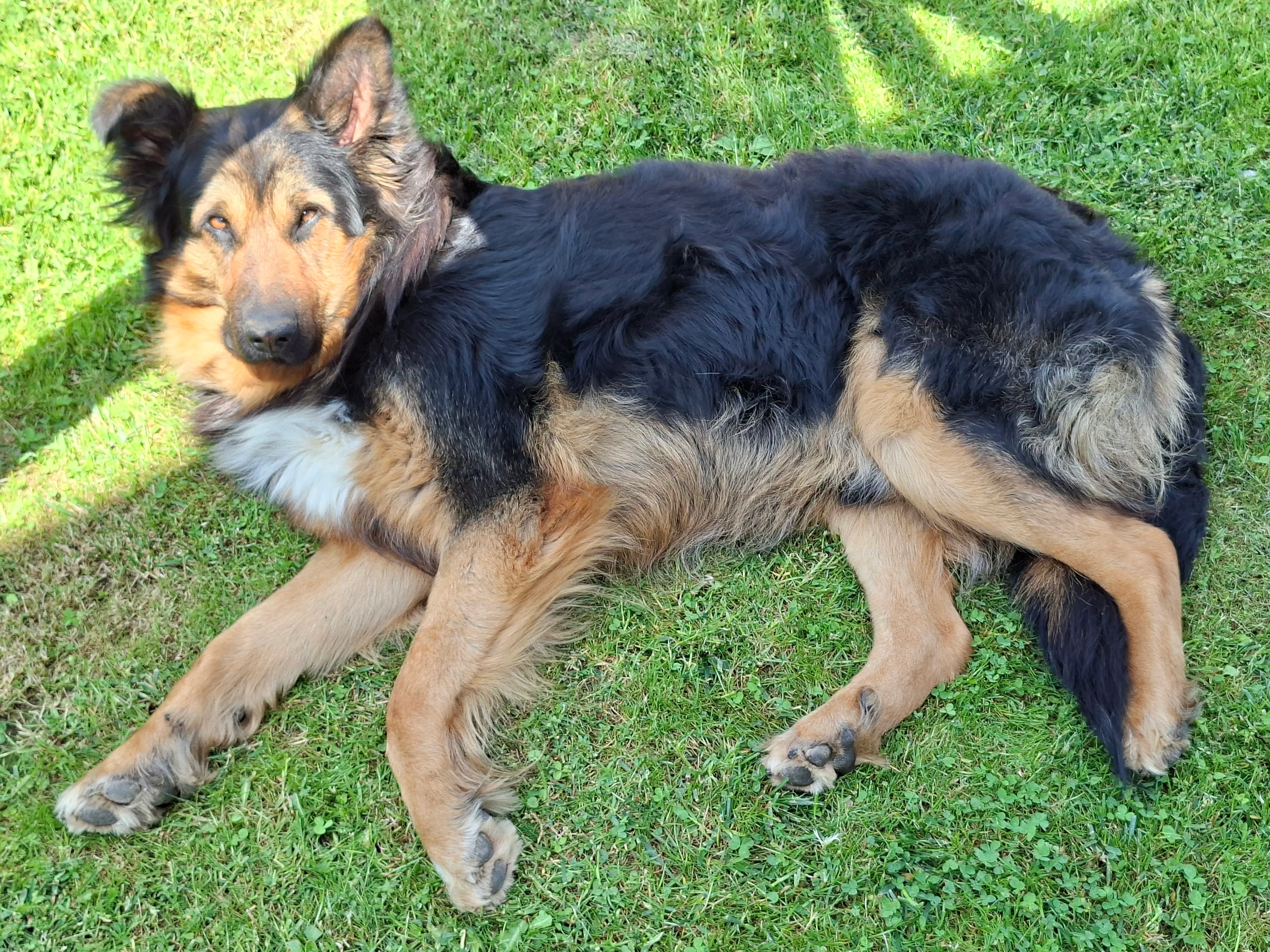 German shepherd laying on the grass