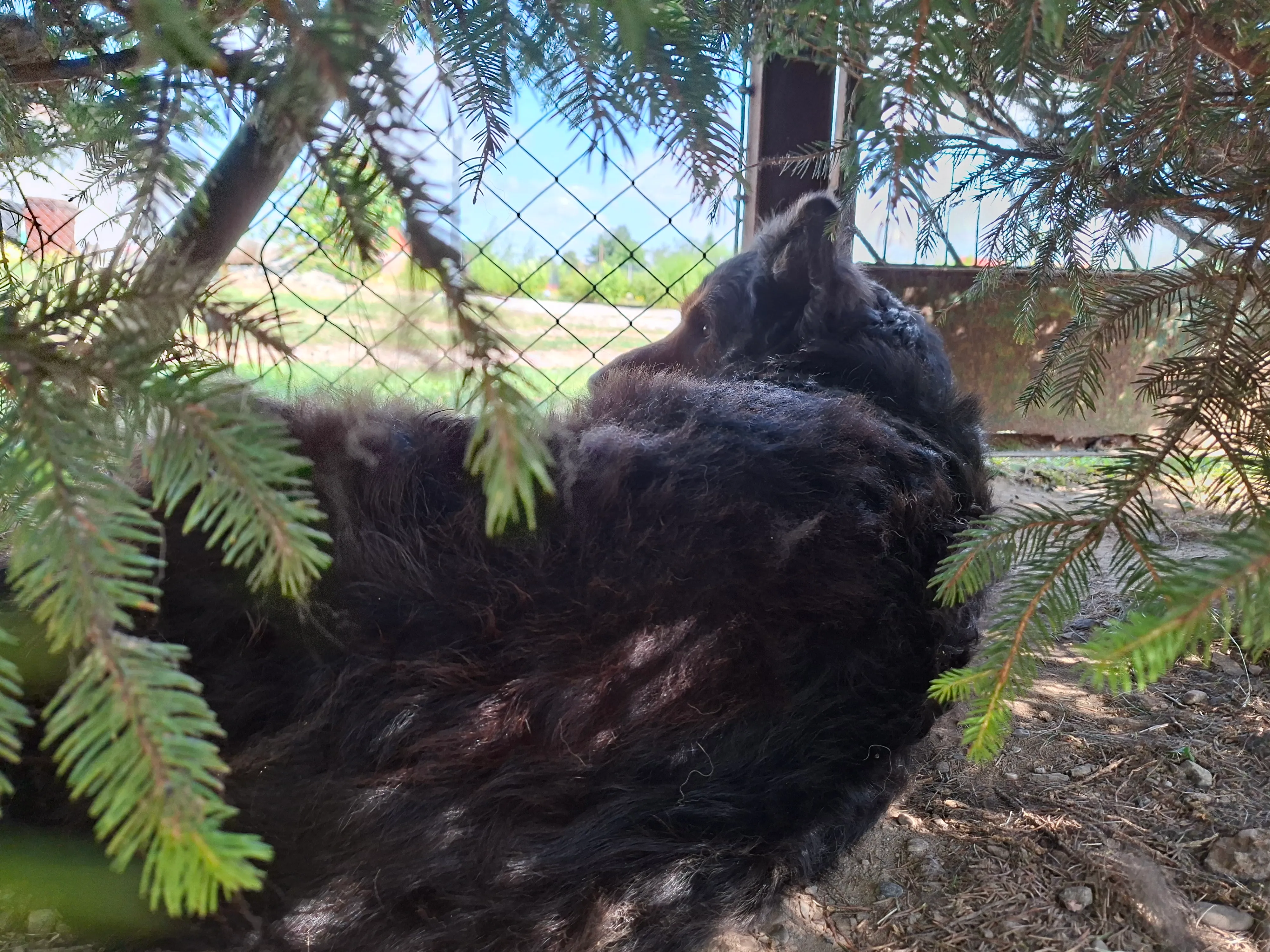 German shepherd hiding under the trees