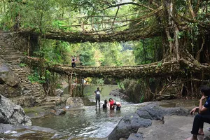 Living root bridge from Meghalaya