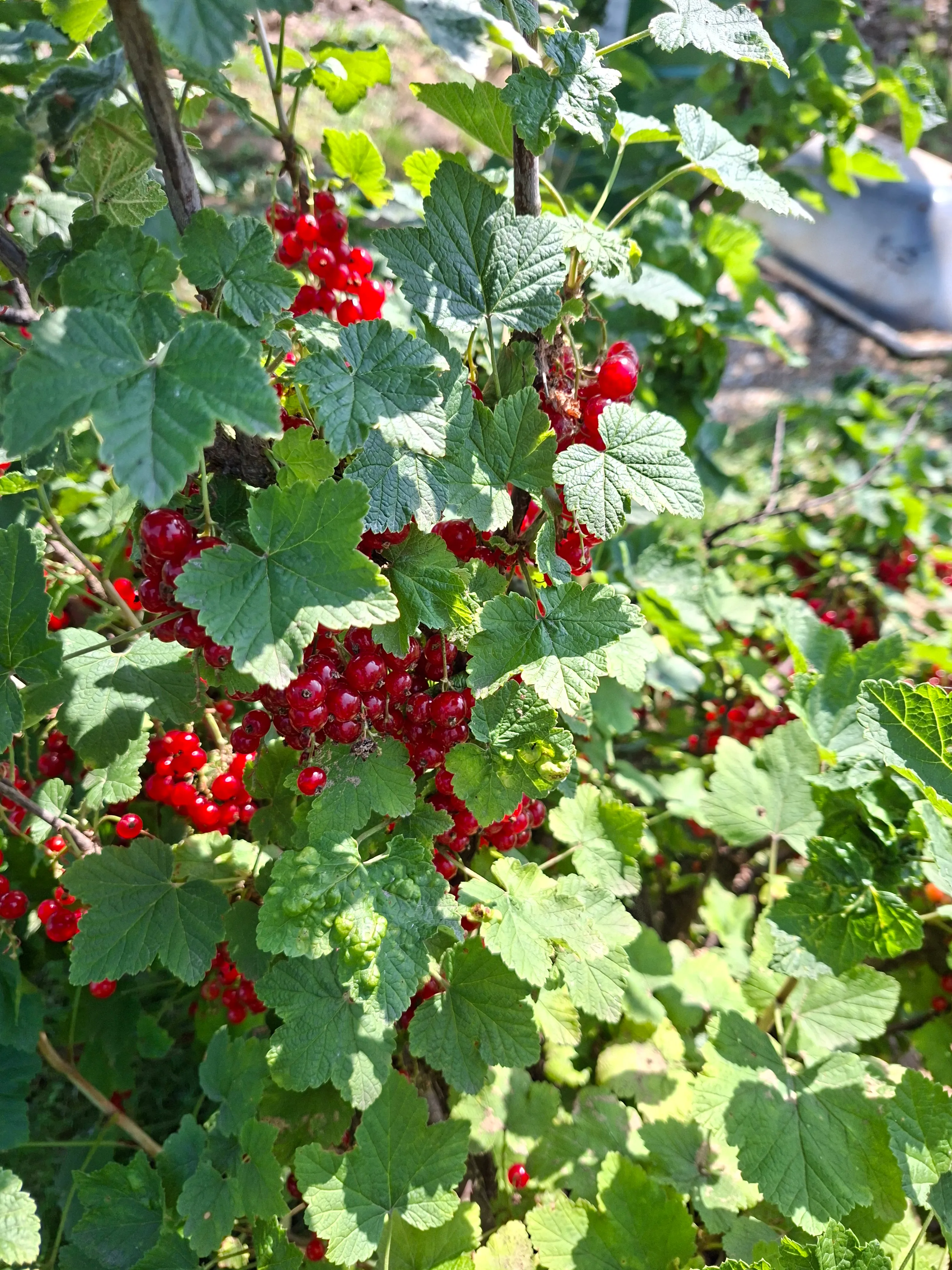 Red currant bush