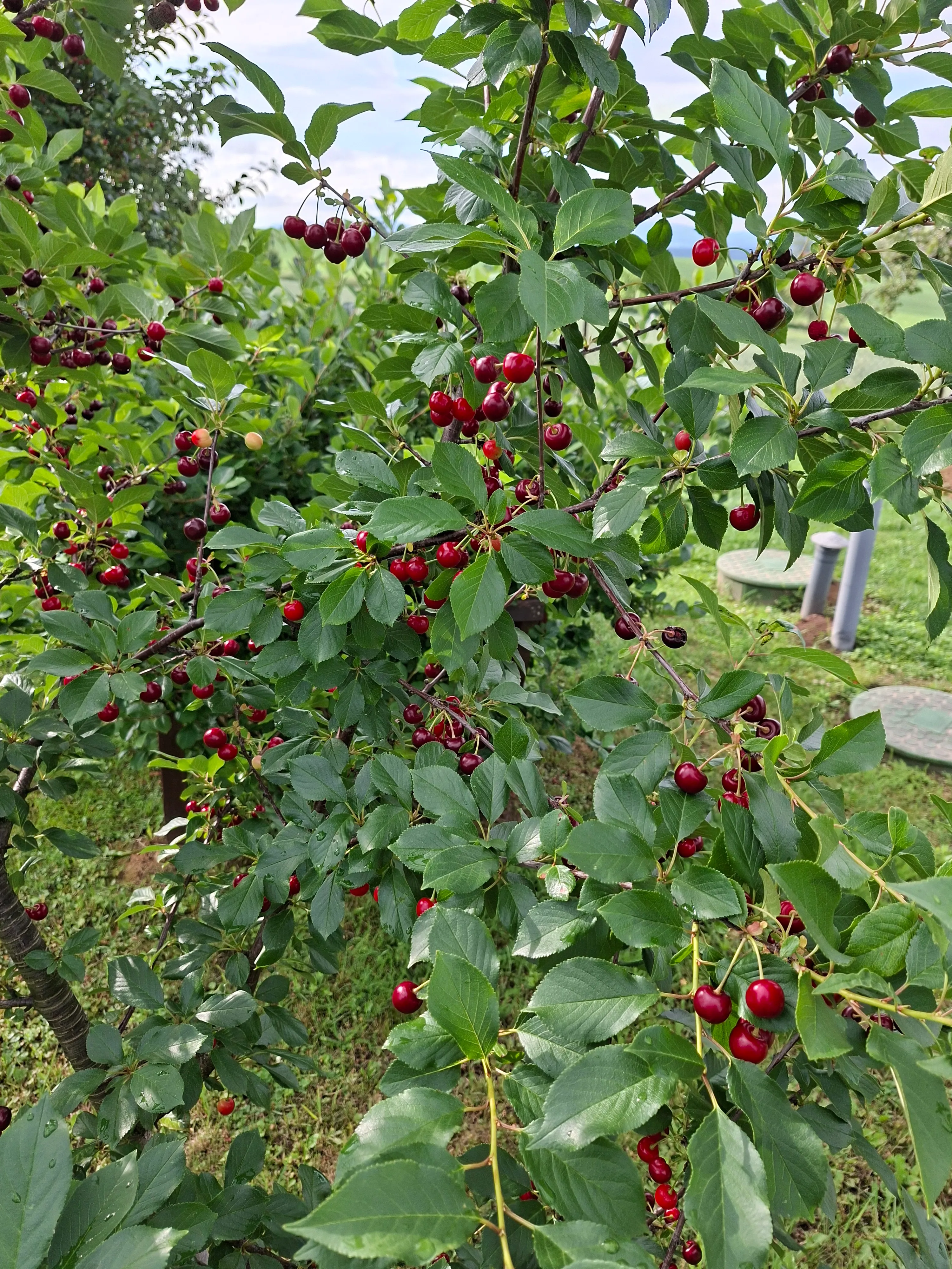 Sour cherry tree