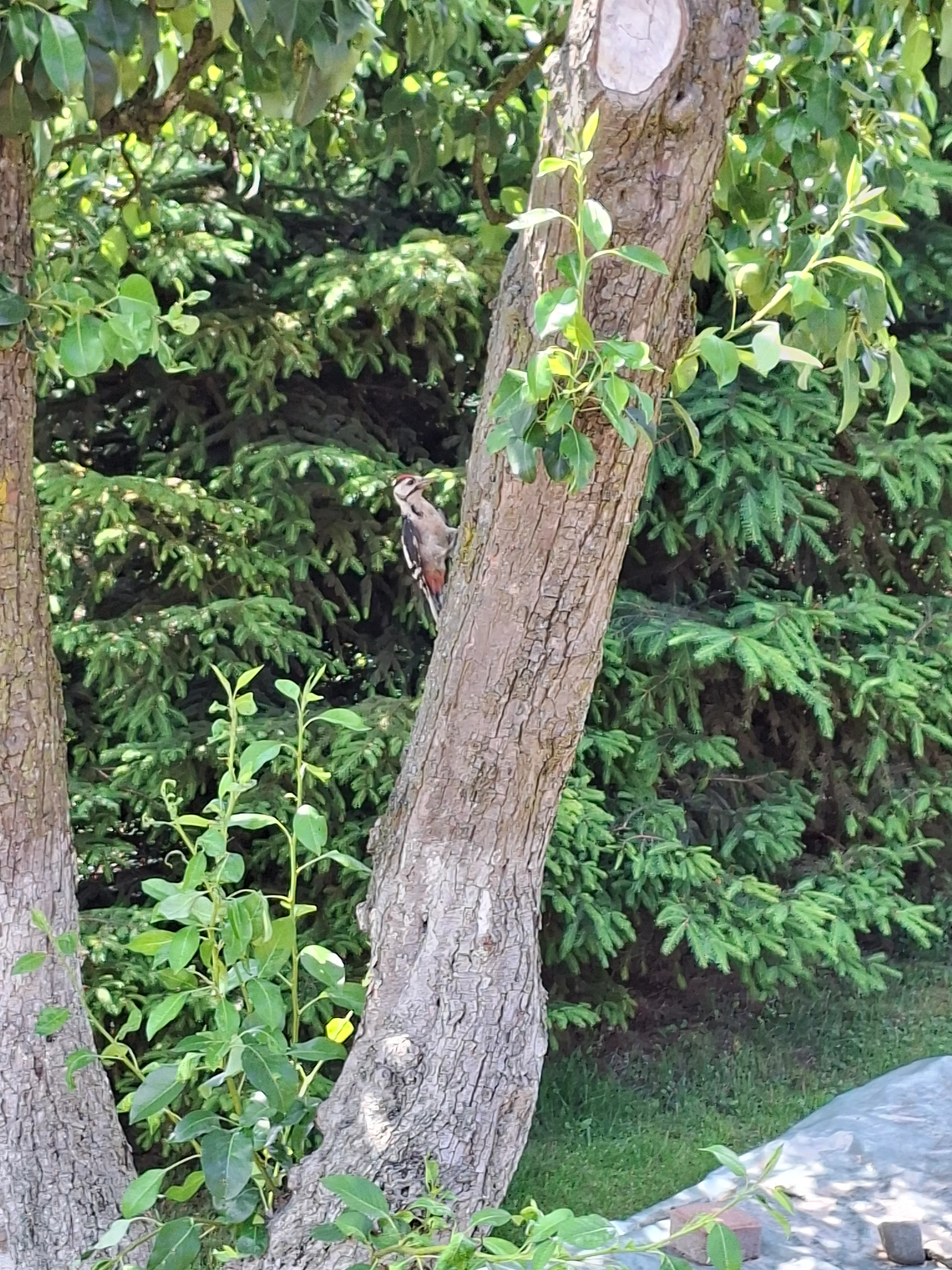 Woodpecker on the tree
